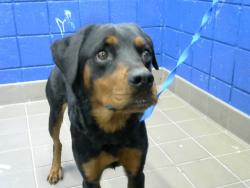Shelter Stray Female Dog last seen VIRGINA ST, 8920 Lomas Blvd NE, Albuquerque, NM 87112, USA