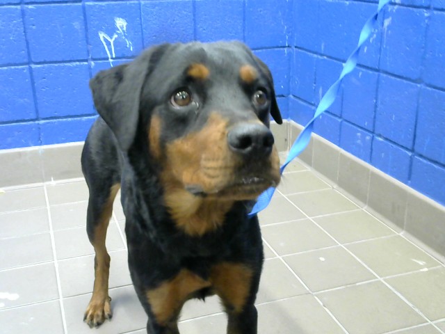Shelter Stray Female Dog last seen VIRGINA ST, 8920 Lomas Blvd NE, Albuquerque, NM 87112, USA
