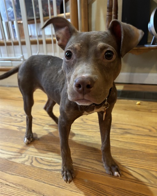 Shelter Stray Female Dog last seen Near BLOCK W OAK ST, 3528 Newburg Rd, Louisville, KY 40218, USA