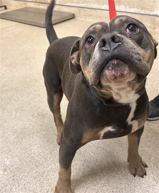 Shelter Stray Male Dog last seen Near BLOCK N ORANGE ST, RIVERSIDE, CA, 6851 Van Buren Boulevard, Jurupa Valley, CA 92509, USA