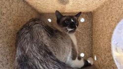 Shelter Stray Female Cat last seen Near BLOCK VAN BUREN BL, JURUPA VALLEY, CA, 6851 Van Buren Boulevard, Jurupa Valley, CA 92509, USA