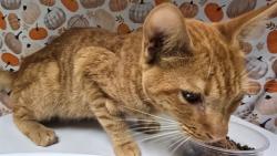 Shelter Stray Male Cat last seen Near BLOCK VAN BUREN BLVD, JURUPA VALLEY CA 92509, 6851 Van Buren Boulevard, Jurupa Valley, CA 92509, USA