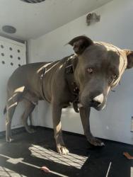 Shelter Stray Male Dog last seen Near BLOCK VANBUREN BL, RIVERSIDE, CA, 6851 Van Buren Boulevard, Jurupa Valley, CA 92509, USA