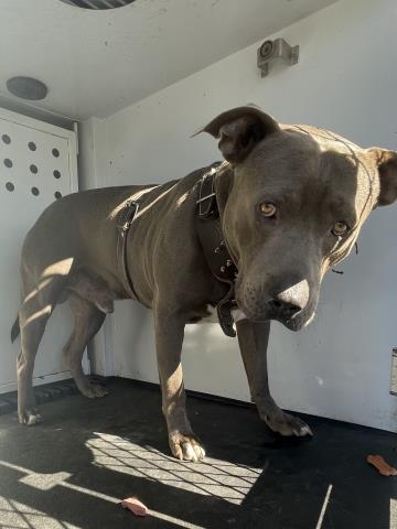 Shelter Stray Male Dog last seen Near BLOCK VANBUREN BL, RIVERSIDE, CA, 6851 Van Buren Boulevard, Jurupa Valley, CA 92509, USA