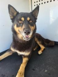 Shelter Stray Male Dog last seen COTTONWOOD RD/ BROOKS ST, BAKERSFIELD CA, 201 S Mt Vernon Ave, Bakersfield, CA 93307, USA