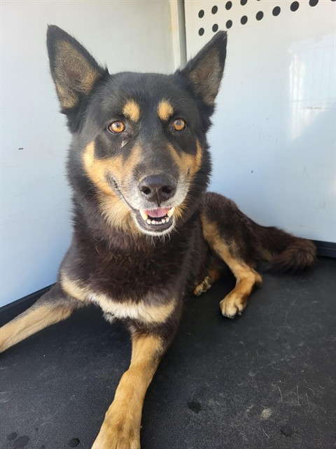 Shelter Stray Male Dog last seen COTTONWOOD RD/ BROOKS ST, BAKERSFIELD CA, 201 S Mt Vernon Ave, Bakersfield, CA 93307, USA