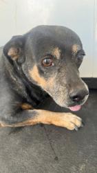Shelter Stray Female Dog last seen Near BLK NORTHRUP ST, BAKERSFIELD, CA, 201 S Mt Vernon Ave, Bakersfield, CA 93307, USA