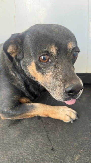 Shelter Stray Female Dog last seen Near BLK NORTHRUP ST, BAKERSFIELD, CA, 201 S Mt Vernon Ave, Bakersfield, CA 93307, USA