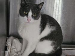 Shelter Stray Male Cat last seen , 3201 Lacy St, Los Angeles, CA 90031, USA