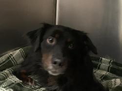 Shelter Stray Female Dog last seen LOPEZ LAKE WAY & LIBERTY SHIP WAY, 2127 Front St, Sacramento, CA 95818, USA