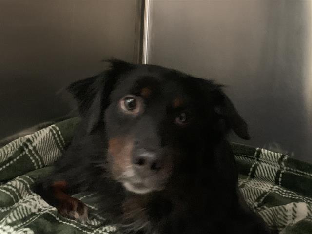 Shelter Stray Female Dog last seen LOPEZ LAKE WAY & LIBERTY SHIP WAY, 2127 Front St, Sacramento, CA 95818, USA