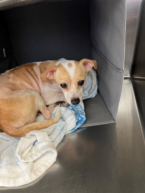 Shelter Stray Female Dog last seen Near BLOCK SANDHILL DR, FAYETTEVILLE NC 28306, 4704 Corporation Dr, Fayetteville, NC 28306, USA