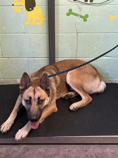 Shelter Stray Male Dog last seen MAFIC CT & SHINING STAR DR, 2127 Front St, Sacramento, CA 95818, USA