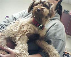Shelter Stray Male Dog last seen Near QUEENSDALE DR, FAYETTEVILLE NC 28304, 4704 Corporation Dr, Fayetteville, NC 28306, USA