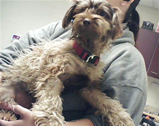 Shelter Stray Male Dog last seen Near QUEENSDALE DR, FAYETTEVILLE NC 28304, 4704 Corporation Dr, Fayetteville, NC 28306, USA