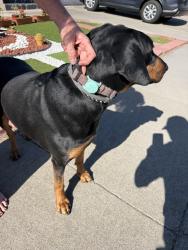 Reunited Female Dog last seen Arbutus and Camellia Dropped ve, Fremont, CA 94539