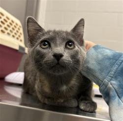 Shelter Stray Female Cat last seen Near, 5001 E Raymond St, Indianapolis, IN 46203, USA