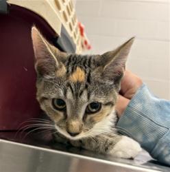 Shelter Stray Female Cat last seen Near, 5001 E Raymond St, Indianapolis, IN 46203, USA