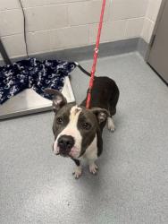 Shelter Stray Female Dog last seen Near, 5001 E Raymond St, Indianapolis, IN 46203, USA