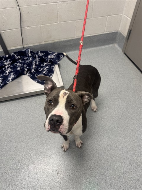 Shelter Stray Female Dog last seen Near, 5001 E Raymond St, Indianapolis, IN 46203, USA