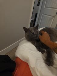 Reunited Female Cat last seen Near 68 ave, Surrey, BC V4N 5Z9