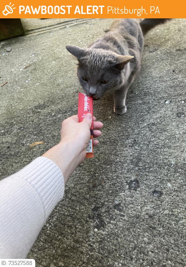 Found/Stray Unknown Cat last seen Flotilla way, Pittsburgh, PA 15221