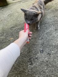 Found/Stray Unknown Cat last seen Flotilla way, Pittsburgh, PA 15221