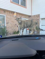 Lost Female Cat last seen Across the street from Shell station on FM 528, Friendswood, TX 77546