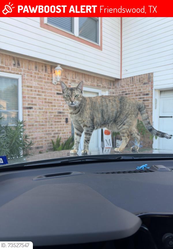 Lost Female Cat last seen Across the street from Shell station on FM 528, Friendswood, TX 77546