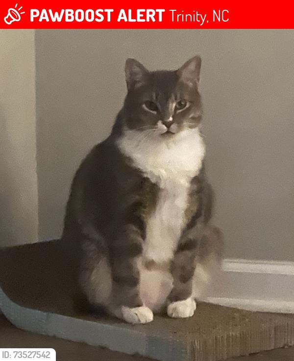 Lost Male Cat last seen Stone ridge dr/coltrane st Trinity NC, Trinity, NC 27370