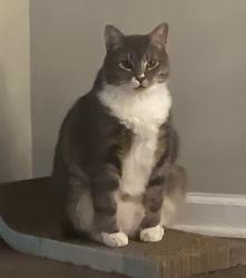 Lost Male Cat last seen Stone ridge dr/coltrane st Trinity NC, Trinity, NC 27370