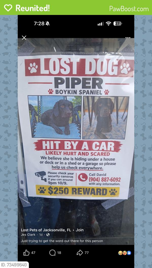 Reunited Female Dog last seen East Market Street and 8th Street, Jacksonville, FL 32209