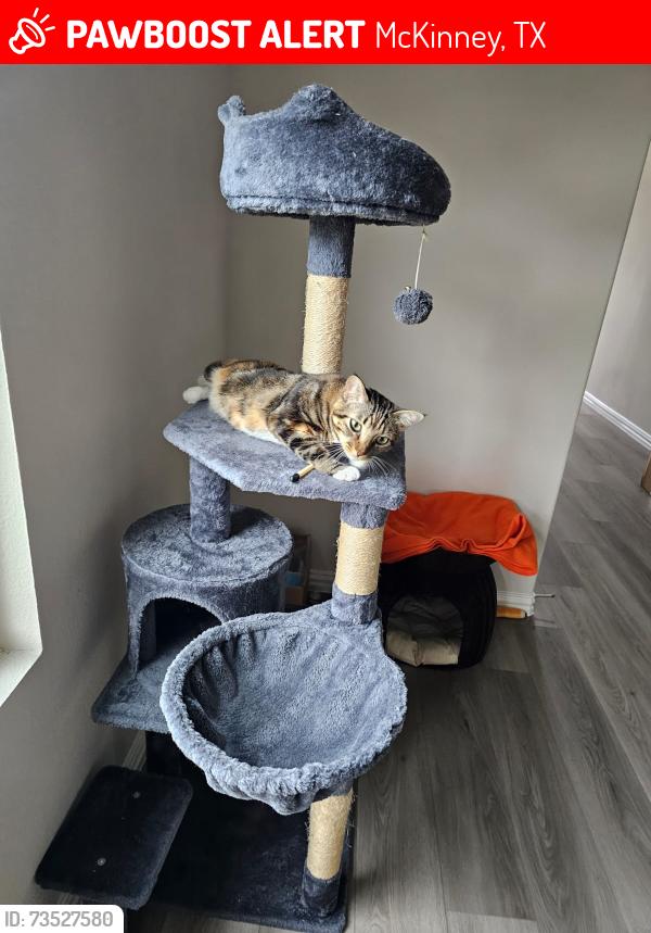 Lost Female Cat last seen Southridge community, McKinney, TX 75071
