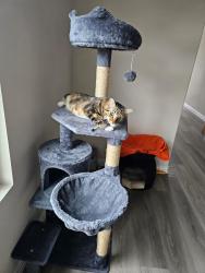 Lost Female Cat last seen Southridge community, McKinney, TX 75071