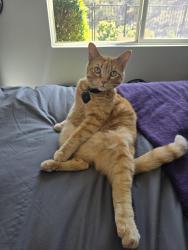 Lost Male Cat last seen Thompson Ranch Dr & Spencer Dr, Santa Clarita, CA 91387