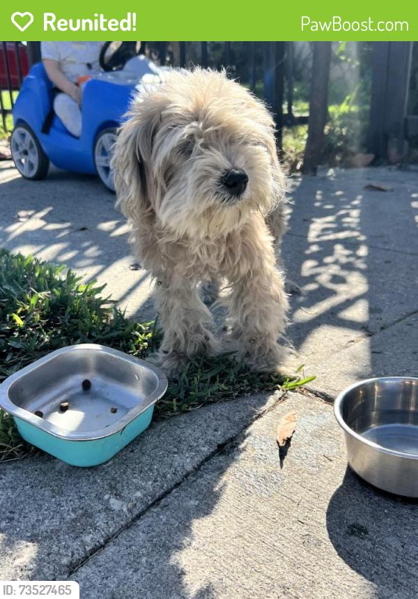 Reunited Female Dog last seen Near E 90th St, Los Angeles, CA 90002, USA, Los Angeles, CA 90002
