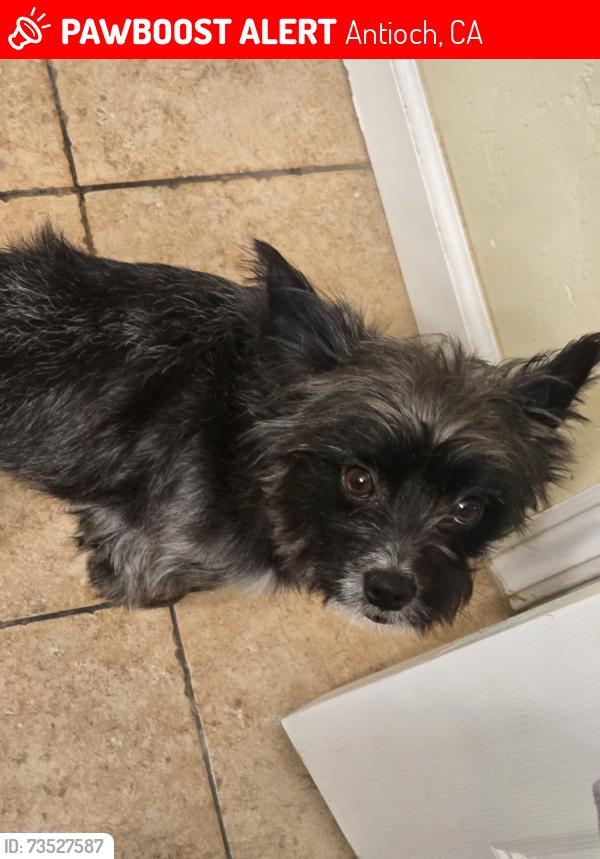 Lost Male Dog last seen Country Hills and Deer Valley, Antioch, CA 94531