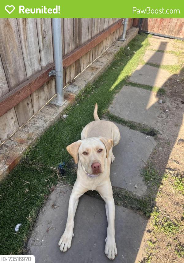 Reunited Female Dog last seen Tobias dr, Chula Vista, CA 91911