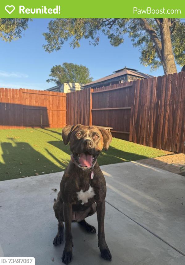Reunited Female Dog last seen First Ave and j st, Chula Vista, CA 91910