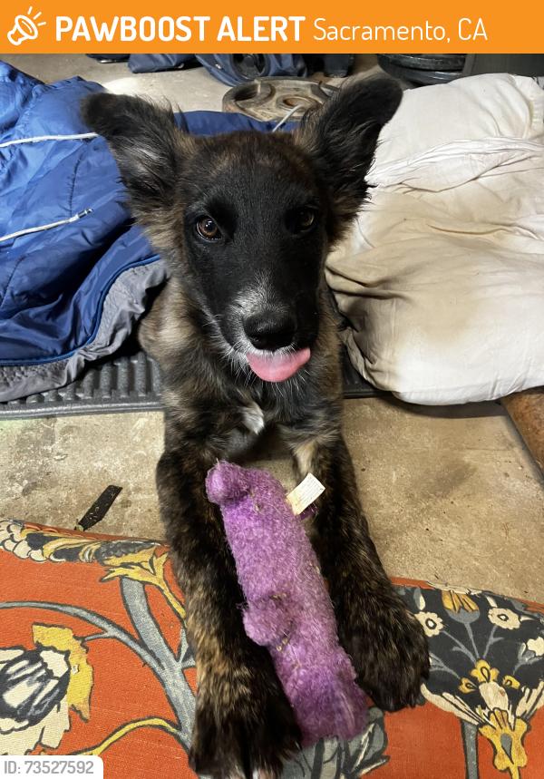 Found/Stray Male Dog last seen 30th, Sacramento, CA 95817