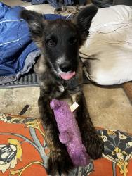 Found/Stray Male Dog last seen 30th, Sacramento, CA 95817