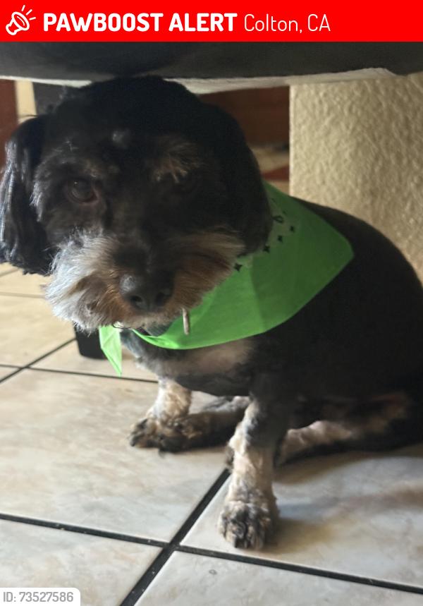 Lost Male Dog last seen Near N tejon ave colton, Colton, CA 92324