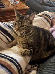 Reunited Male Cat last seen 175th Pl and Division, Portland, OR 97236