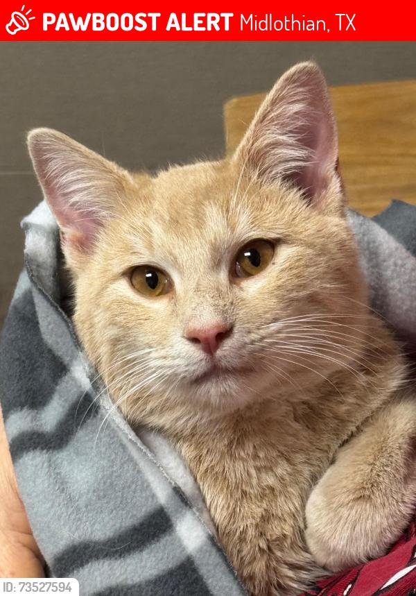 Lost Male Cat last seen Lawson Farms Subdivision, Midlothian, TX 76065