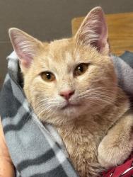 Lost Male Cat last seen Lawson Farms Subdivision, Midlothian, TX 76065