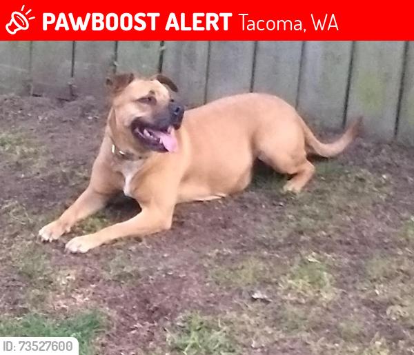 Lost Female Dog last seen 72ND AND GOLDEN GIVEN, Tacoma, WA 98404