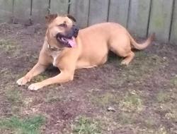 Lost Female Dog last seen 72ND AND GOLDEN GIVEN, Tacoma, WA 98404