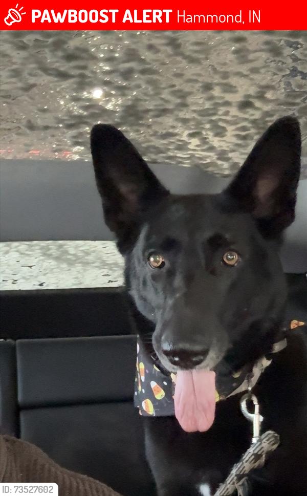 Lost Female Dog last seen Woodlawn Ave, Hammond, IN 46324