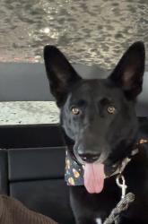 Lost Female Dog last seen Woodlawn Ave, Hammond, IN 46324