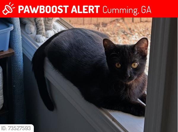 Lost Female Cat last seen Avington Neighborhood, Cumming, GA 30041